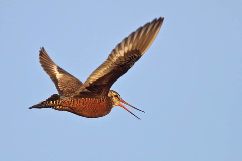 Hudsonian Godwit (Limosa haemastica) male, Manitoba, Canada