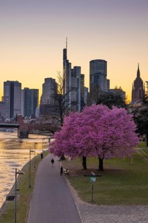 The trees on the banks of the Main in Frankfurt are in full bloom in spring in front of the bank