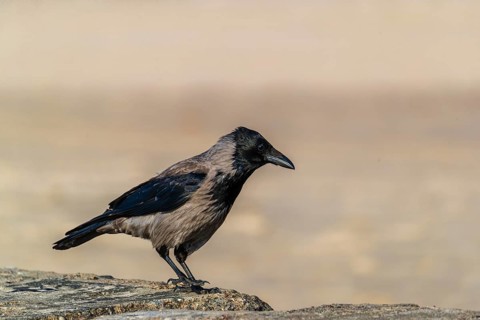 One adult hooded crow (Corvus cornix), sitting on concrete at a beach of the baltic sea. Beach at