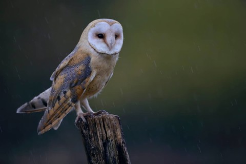 Schleiereule, lat. Tyto alba guttata, steht auf einem Weidepfahl im Regen