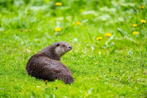 Eurasian otter (Lutra lutra) on a meadow, Bavaria, Germany