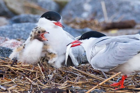 Common Tern (Sterna hirundo) pair feeding chick, Schleswig-Holstein, Germany