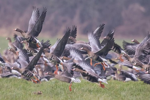 Greater White-fronted Goose (Anser albifrons) group taking flight, North Rhine-Westphalia, Germany