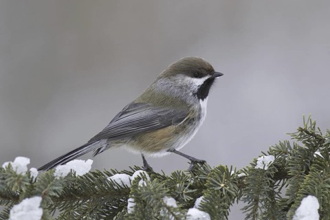 Boreal Chickadee (Poecile hudsonicus), Minnesota, USA