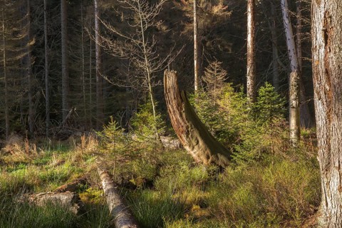 Deep in the forest around the lake Großer Arbersee in autumn