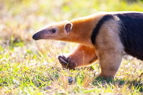Southern tamandua (Tamandua tetradactyla) Pantanal Brazil