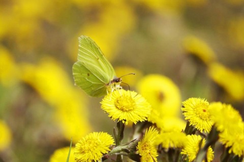 Lemon butterfly on coltsfoot, March, Germany
