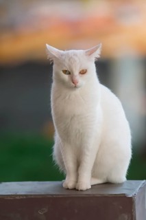 Blue and yellow odd eyed Van cat, Turkey