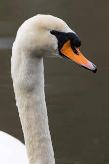 Mute Swan (Cygnus olor), Baden-Wuerttemberg, Germany