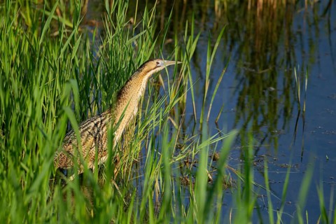 Eurasian or Great bittern (Botaurus stellaris) adult bird in a reedbed, England, United Kingdom