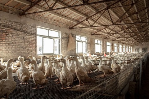 Ducks ready for slaughter, Jiang Su Salted Duck Farming Co. Ltd, Xiang Shui County, China
