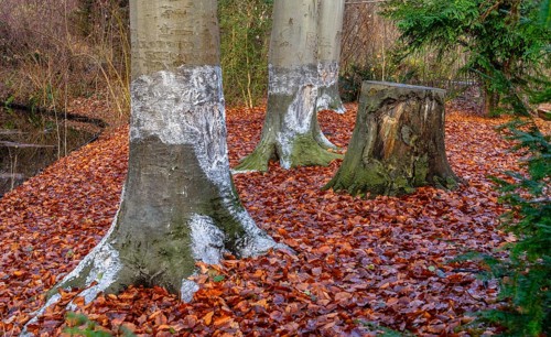 Protection against beaver damage, with whitish paint containing quartz sand, painted trees in the