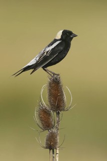 Bobolink (Dolichonyx oryzivorus), Ohio, USA