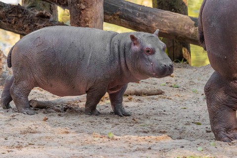 A baby hippopotamus (Hippopotamus amphibius) and its mother standing on a sandy riverbank in an