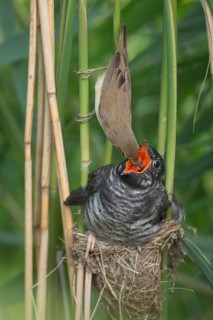 Common Cuckoo & Eurasian Reed Warbler (Cuculus canorus & Acrocephalus scirpaceus) Eurasian Reed