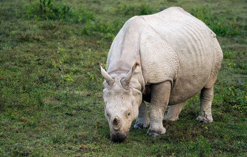 Great Indian one horned rhinoceros grazing at the Kaziranga National park or wildlife sanctuary in