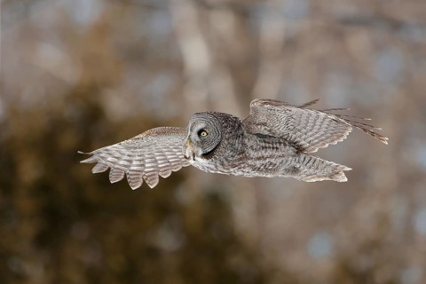 Great Grey Owl (Strix nebulosa) flying, Quebec, Canada