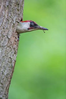 European Green Woodpecker (Picus viridis) male in breeding cavity, Rhineland-Palatinate, Germany