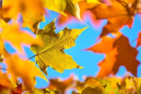 Maple (Acer), in front of a bright blue sky in autumn, New Hampshire, New England, USA
