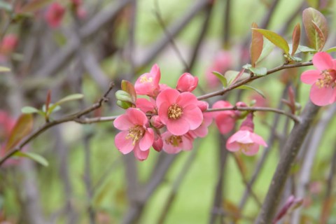 Japanese quince (Chaenomeles speciosa), Halle Botanical Garden, Halle, Saxony-Anhalt, Germany