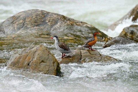 Torrent duck, Merganetta armata, pair of bird in the mountain river with stone. Rare duck from