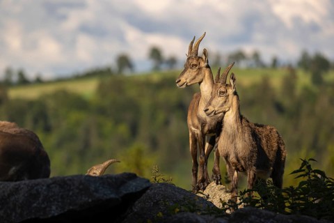 Two adult female ibex (Capra ibex) standing on hilltop. A green forest in the background