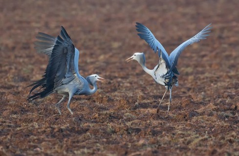 Blue Crane (Grus paradisea) pair displaying, Western Cape, South Africa