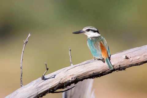 Red-backed Kingfisher (Todiramphus pyrrhopygius) female, Queensland, Australia