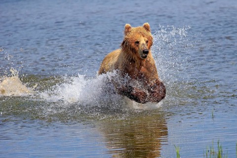 Grizzly bear (Ursus arctos horribilis), adult, in water, in summer, foraging, hunting, Brookes
