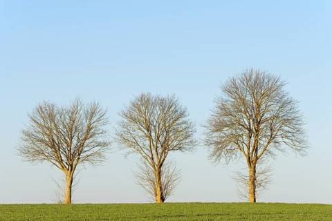 Row of trees, bare deciduous trees at the edge of a field, blue sky, North Rhine-Westphalia,