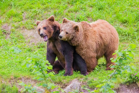 A young male Eurasian brown bear (Ursus arctos arctos) and a much older female mate (sort of) at