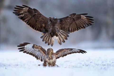 Common Buzzard (Buteo buteo) fighting in snow, Saxony-Anhalt, Germany