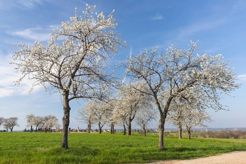 Path with flowering cherry trees (Prunus), Klipphausen, Saxony, Germany