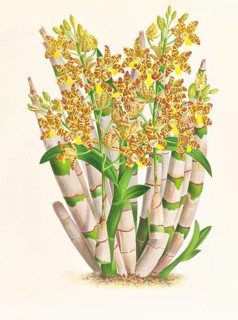 Orchid, Ansellia congoensis, authentic reproduction of an illustration by Jean Jules Linden (1817 -