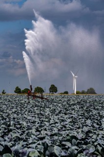 Agriculture, artificial irrigation of a field, irrigation system, cabbage cultivation, red cabbage,