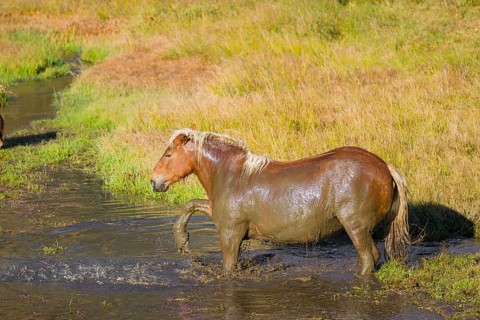 A heavy horse of mixed breed stands in the water of a small pond and enjoys its life on a sunny