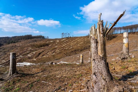 Cleared forest area north of the village of Öventrop, district of Arnsberg, dead spruce stands were