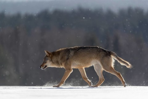 One male eurasian gray wolf (Canis lupus lupus) walking thru deep snow during snow fall. A forest