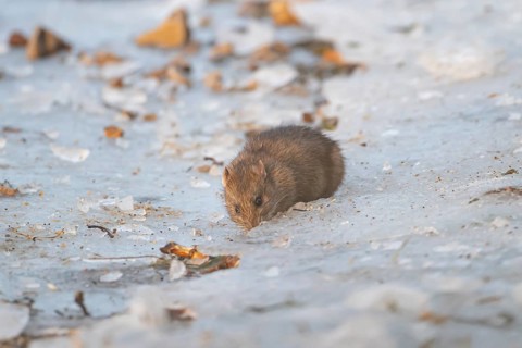 Brown rat (Rattus norvegicus) adult rodent animal searching for food on ice in winter, England,