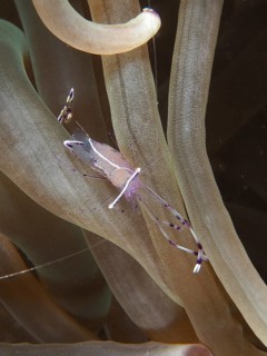 Red Sea partner shrimp (Periclimenes longicarpus)