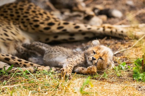 Cheetah (Acinonyx jubatus) youngster lying next to its mother, captive, occurrence Africa