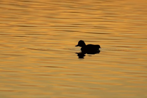 Tufted duck (Aythya fuligula) adult bird on a lake silhouette at sunset, Suffolk, England, United