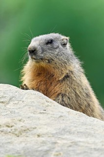Alpine marmot (Marmota marmota), sitting on rocks, Switzerland