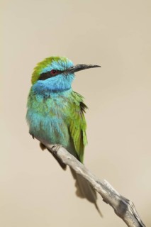 Green Bee-eater (Merops orientalis), Oman