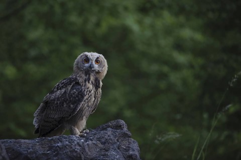 Eurasian Eagle-Owl (Bubo bubo), North Rhine-Westphalia, Germany