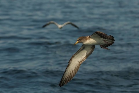 Scopoli's Shearwater (Calonectris diomedea) flying, Tuscany, Italy
