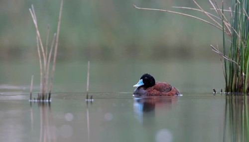 Blue-billed Duck (Oxyura australis) male, Victoria, Australia