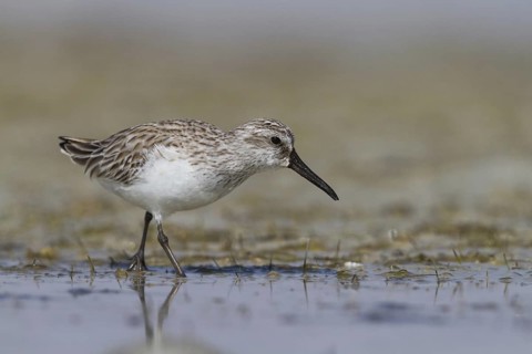 Broad-billed Sandpiper (Calidris falcinellus), Oman
