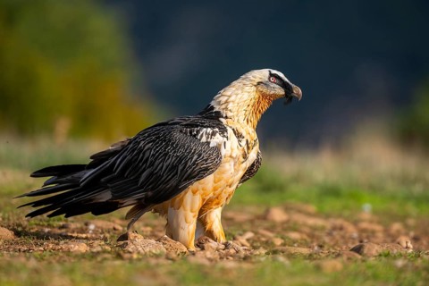 Bearded Vulture (Gypaetus barbatus) adult bird, Pyrenees, Lleida, Spain