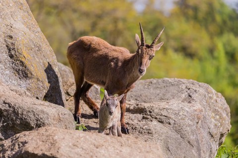 One adult female ibex (Capra ibex) and her baby stand on rocks